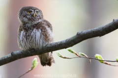 14 Sperlingskauz - Glaucidium passerinum